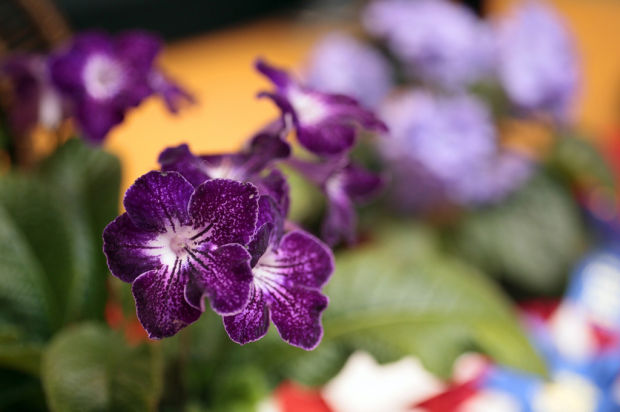 African violets get their day in the (mall)